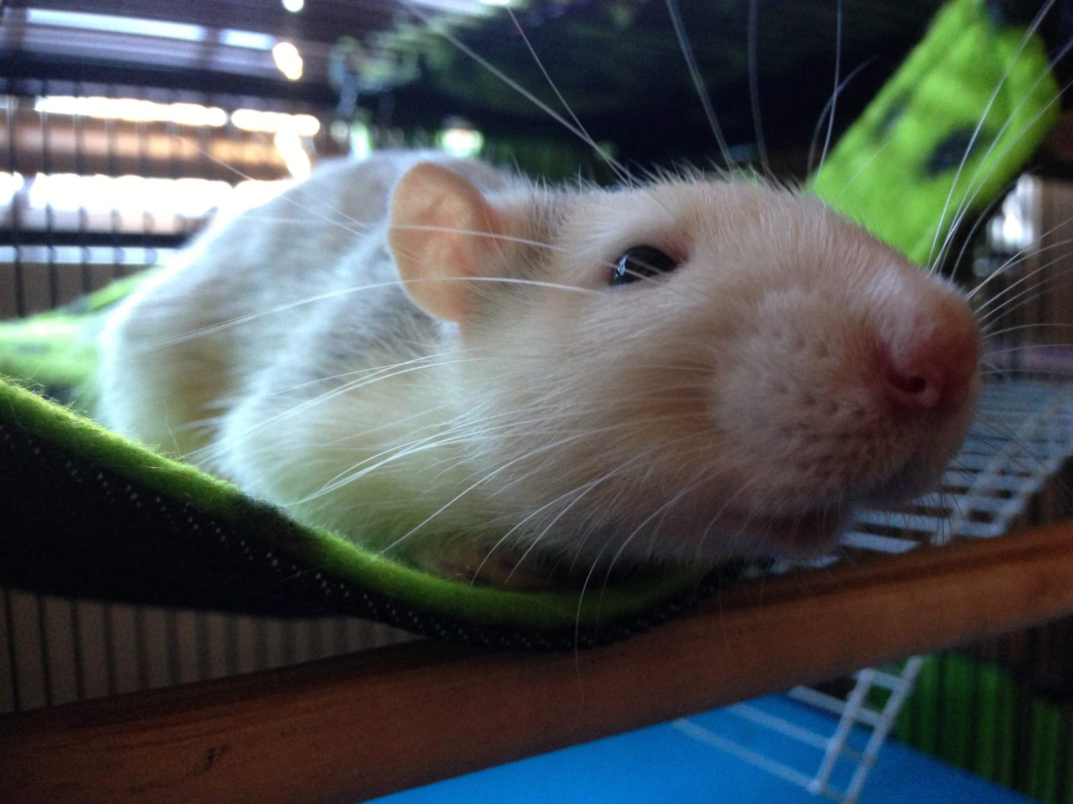 What Supplies Do I Need For A Rat? Rat Guide 101