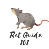 Rat Guide 101