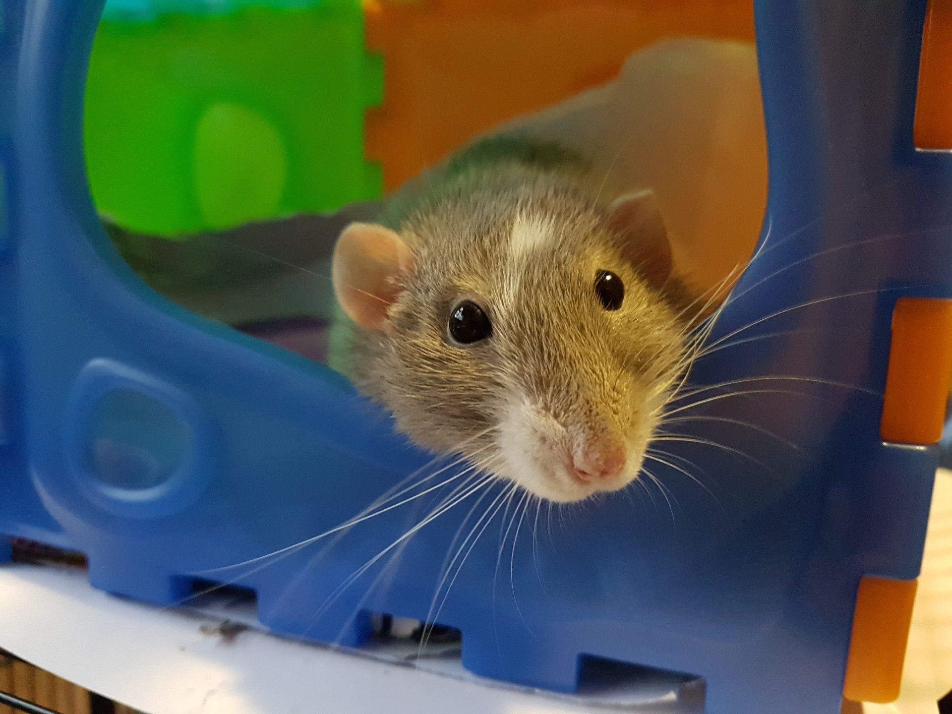 Best Subscription Boxes for Rats Rat Guide 101